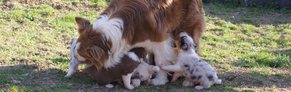 australian shepherd puppies plyshadog